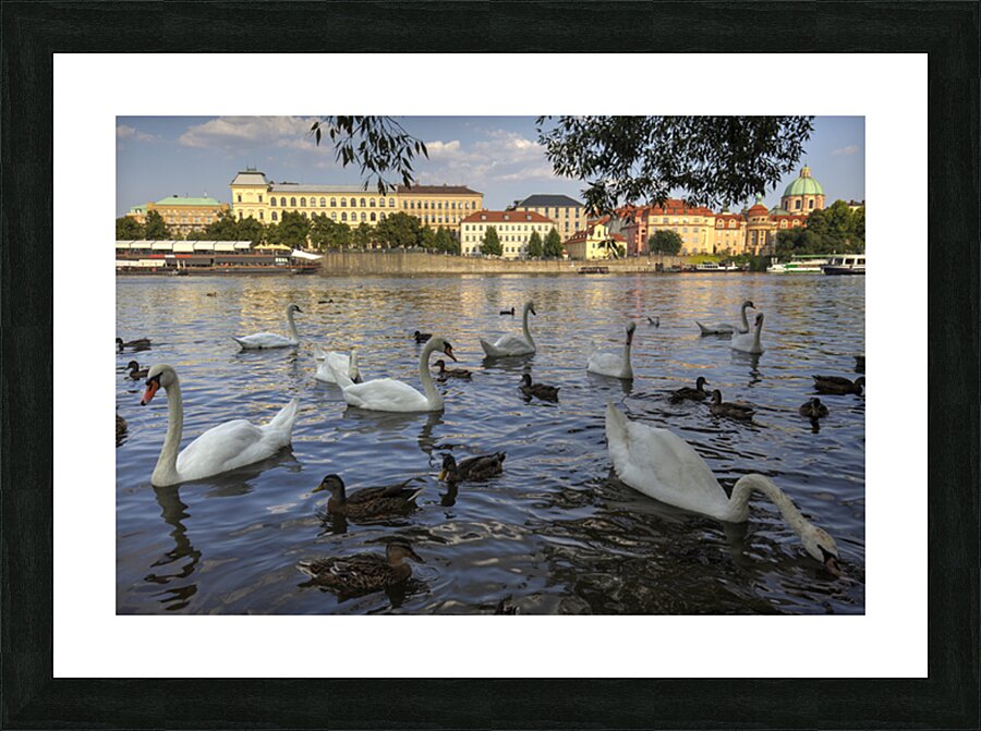 IMG 0060H Picture Frame print