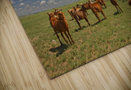 H MON Caprette Massimo Pizzotti puzzle