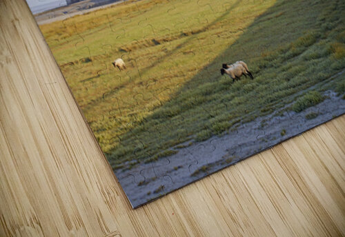 4X5A4355 Massimo Pizzotti puzzle
