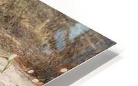IMG 9109 HD Metal print
