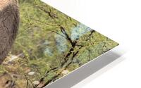 IMG 8414H HD Metal print