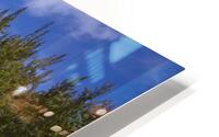 IMG 7817 HD Metal print