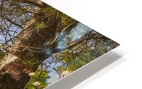 IMG 5102H HD Metal print