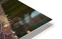 IMG 5686 HD Metal print