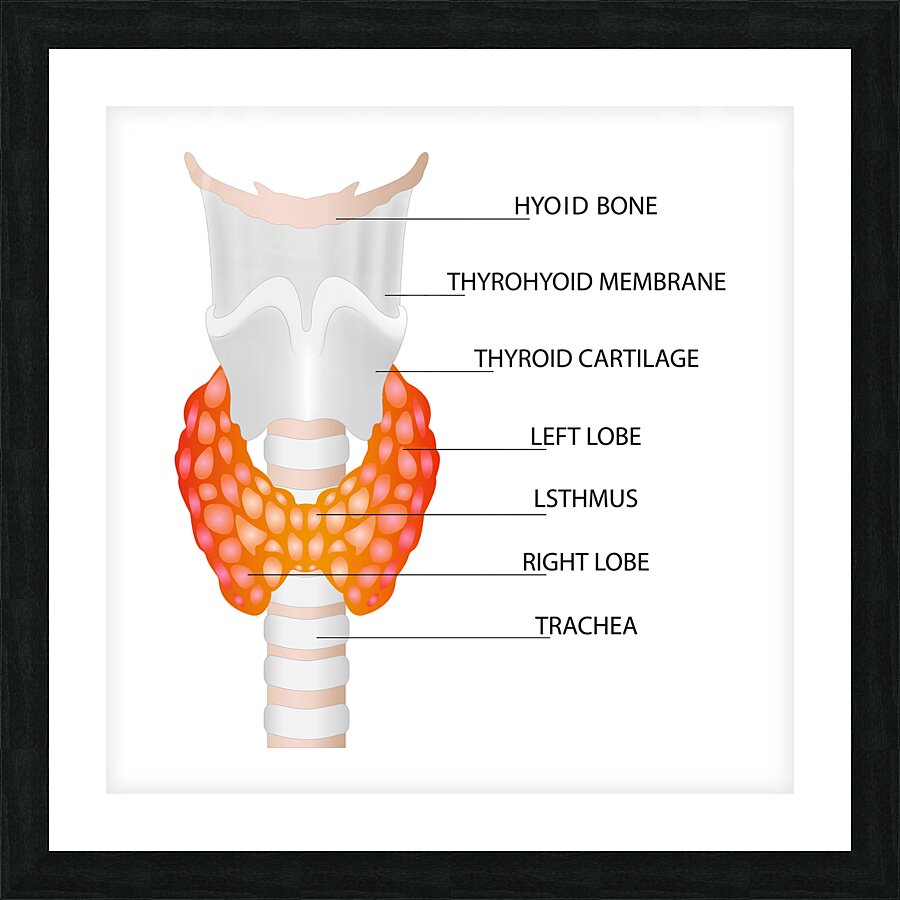 Thyroid gland Picture Frame print