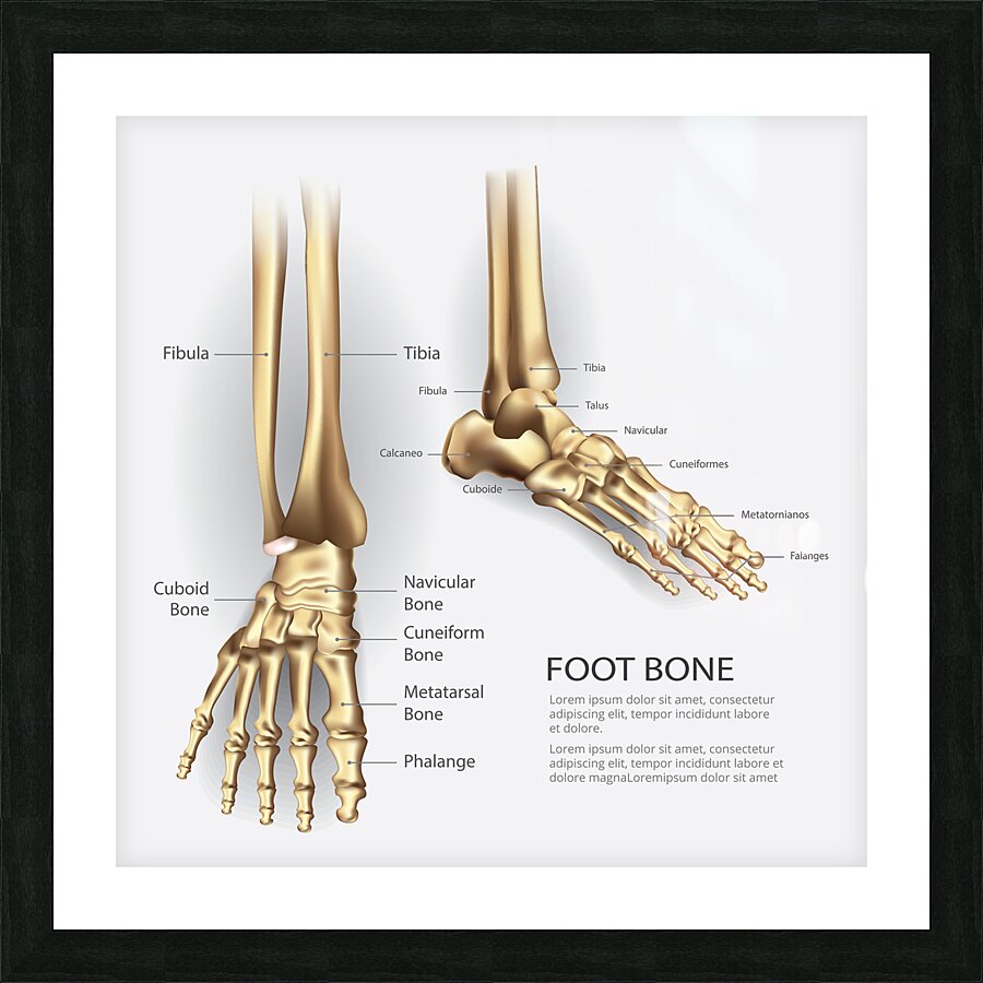 Human Foot Bone Picture Frame print