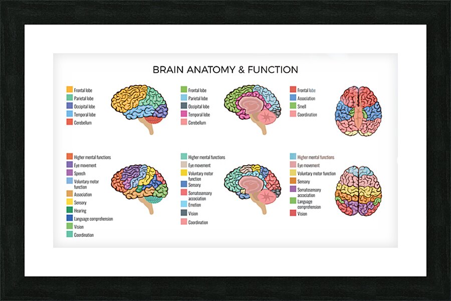  Brain Anatomy Picture Frame print