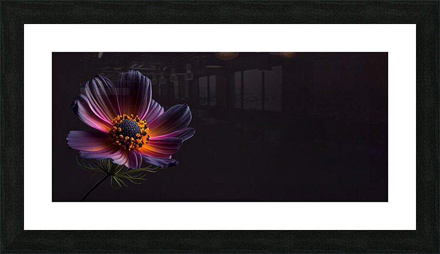  Dark cosmos flower Picture Frame print