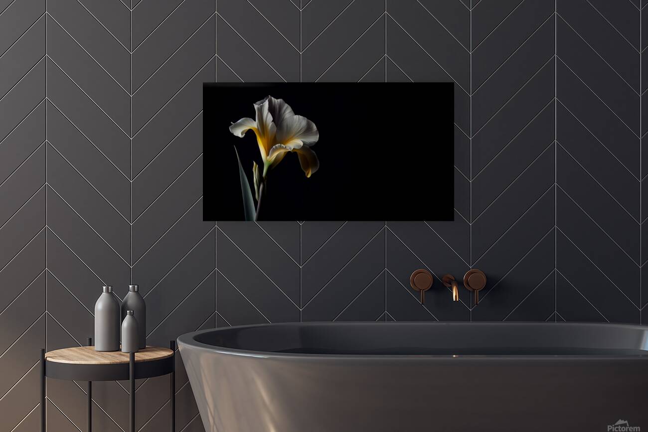 Dark Canna Flower  Reproduction