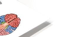  Brain Anatomy HD Metal print