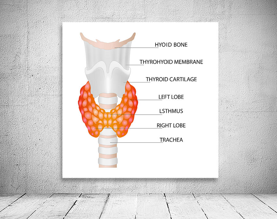 Thyroid gland Wall Preview