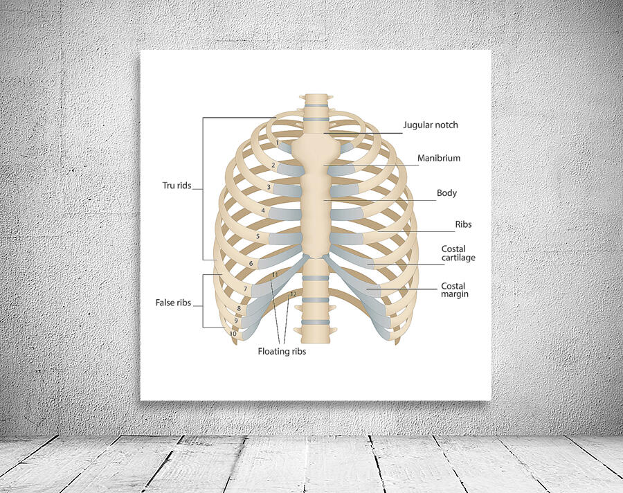 Human chest anatomy Wall Preview
