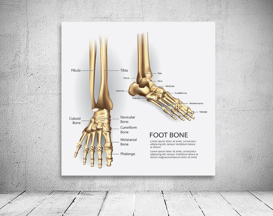 Human Foot Bone Wall Preview