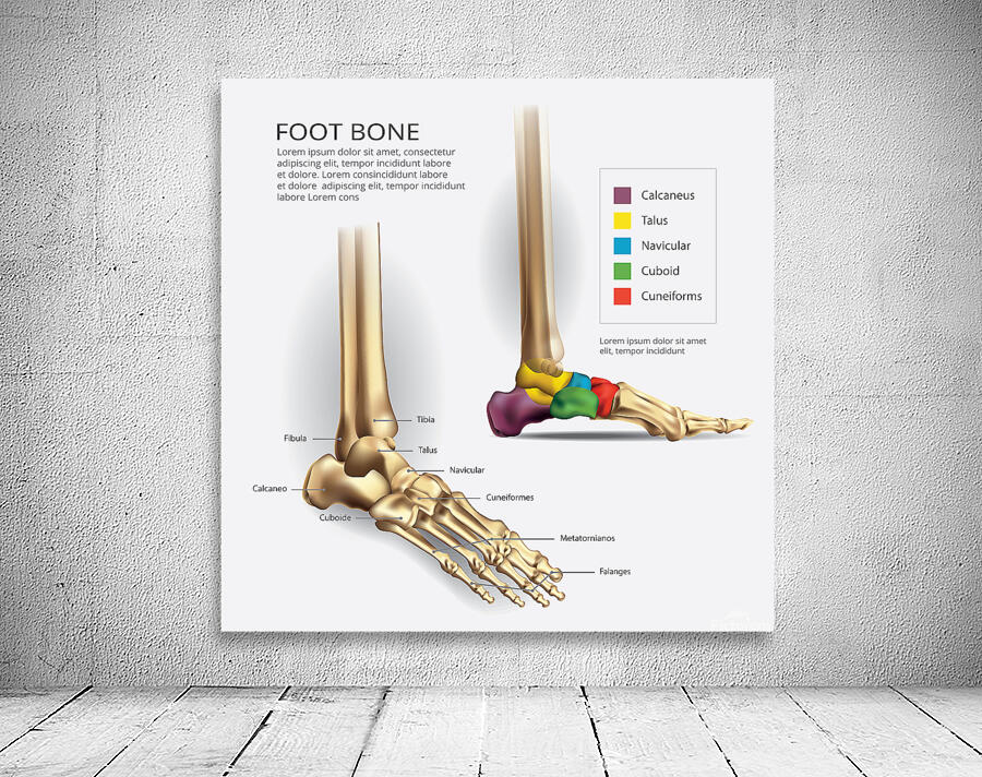 Foot Bone Anatomy Wall Preview