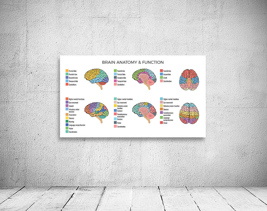 Brain Anatomy Wall Preview