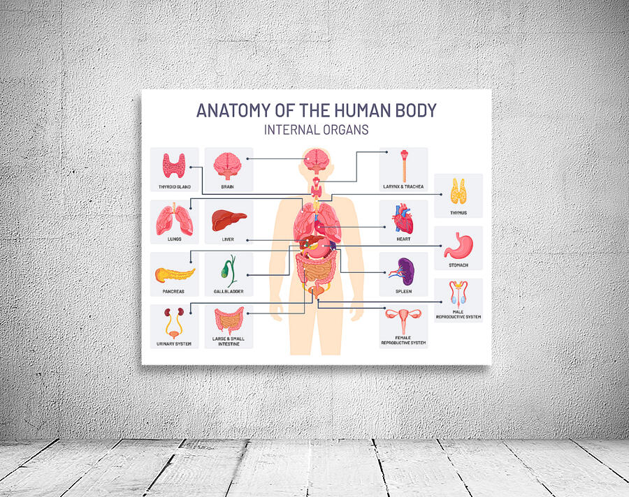Human organs system Wall Preview