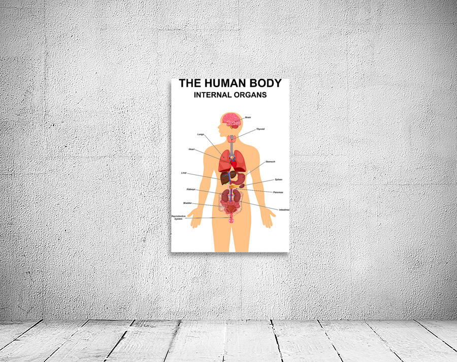 Internal organs of human body by Point Art Wall Art