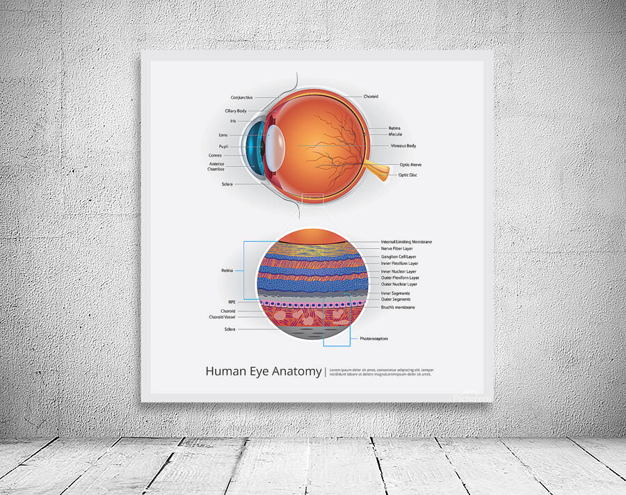 Human Eye Anatomy Wall Preview