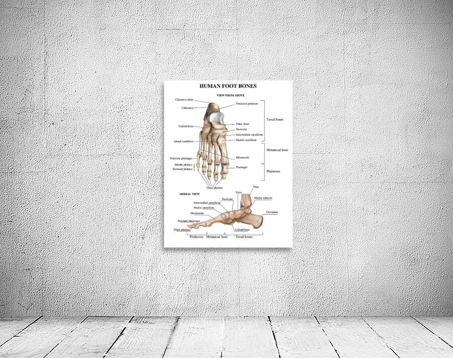Foot Bones Anatomy Wall Preview