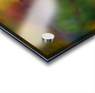 Hang In There  Acrylic print