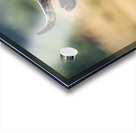 Longhorn Lady Acrylic print