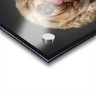 Doodle Kisses Acrylic print