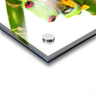 Lucky Frog Acrylic print