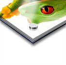 Frog On A Petal Acrylic print