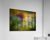 Hang In There  Acrylic Print