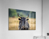 Longhorn Lady Acrylic Print