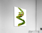 Lucky Frog Acrylic Print