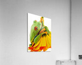 Frog On A Petal Acrylic Print