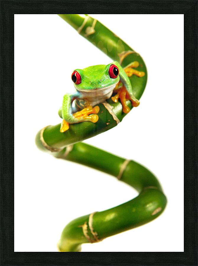 Lucky Frog Picture Frame print