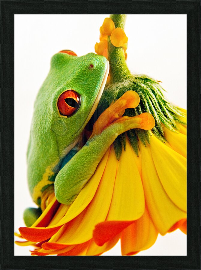 Frog On A Petal Picture Frame print