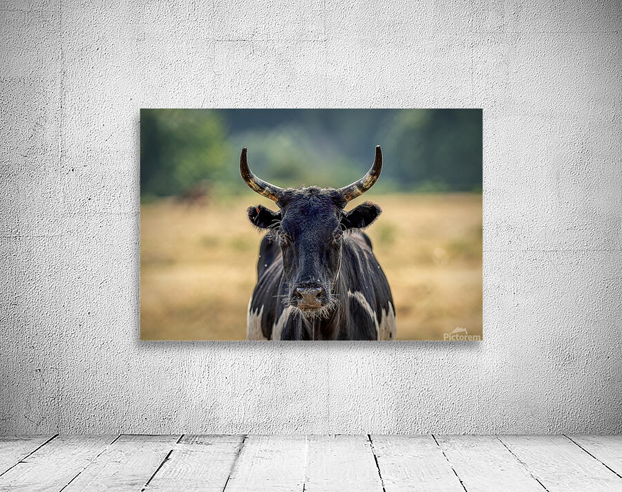 Longhorn Lady Wall Preview