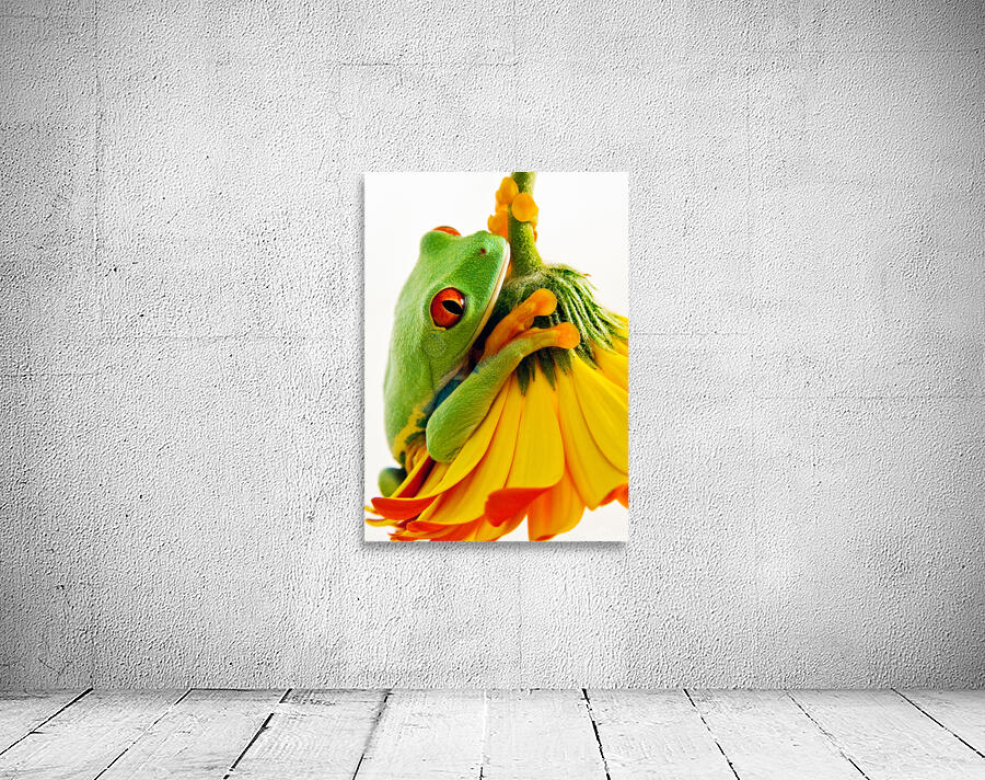 Frog On A Petal Wall Preview