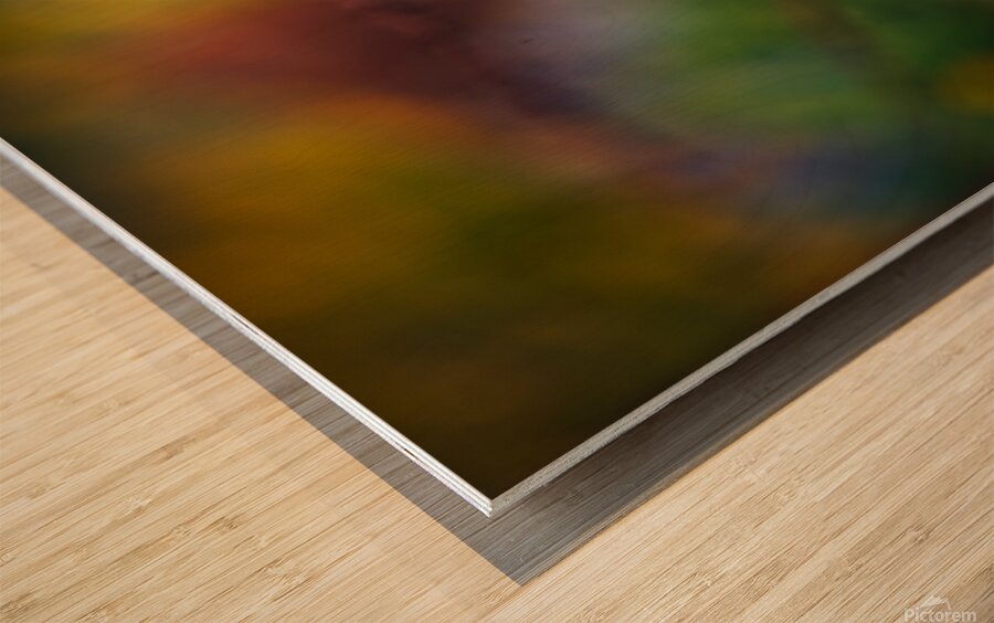 Hang In There  Wood print