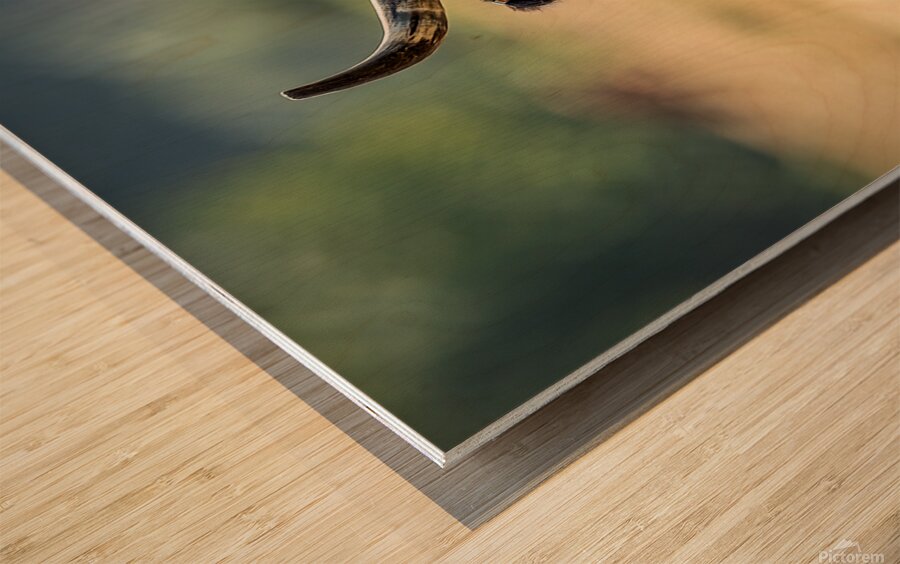 Longhorn Lady Wood print