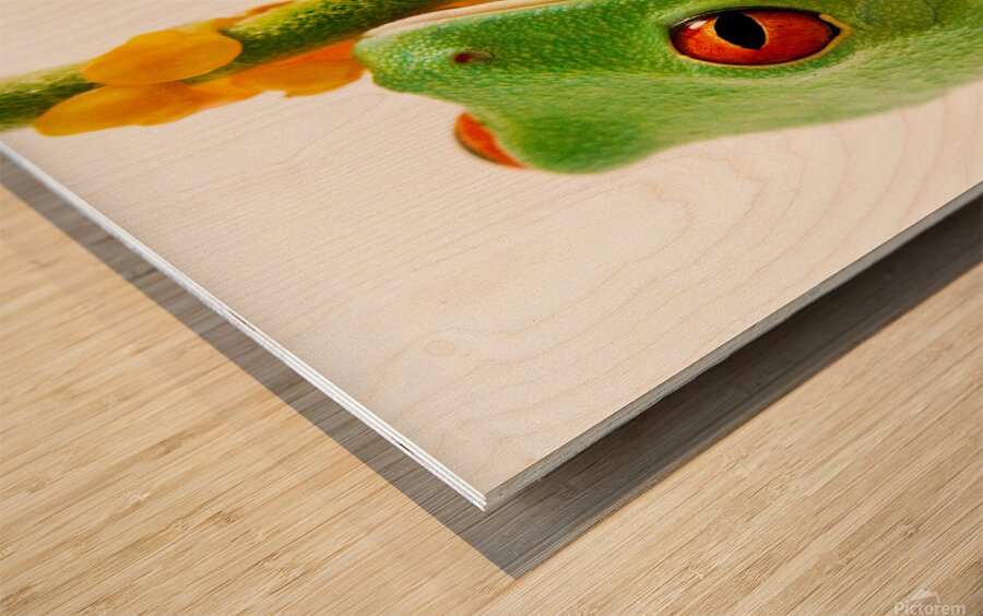 Frog On A Petal Wood print