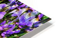 Iris HD Metal print