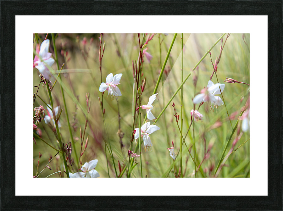 Flowers dance Picture Frame print