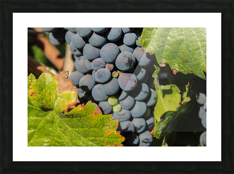 Future Red Wine Picture Frame print