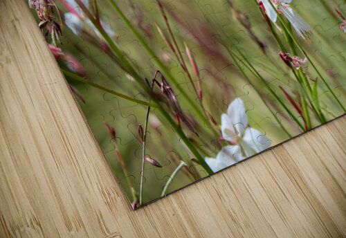 Flowers dance Ewerton Camarano puzzle