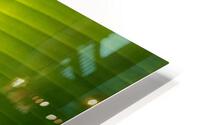 Banana Leaf HD Metal print