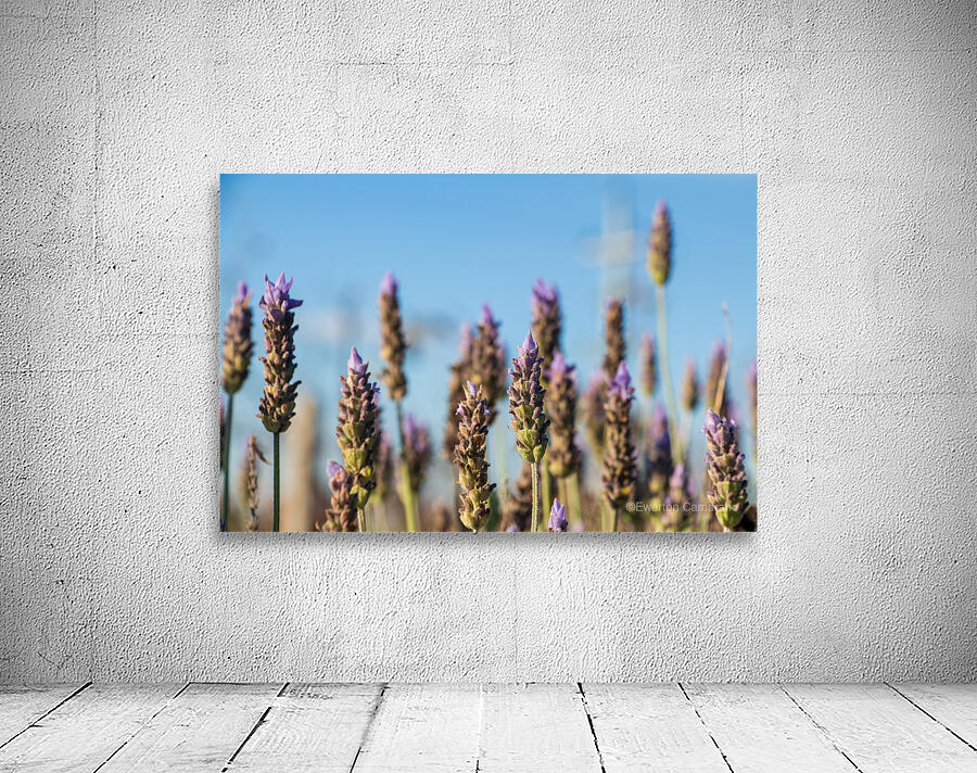 Lavender Field II Wall Preview