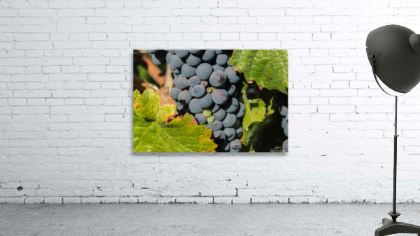 Future Red Wine Wall Preview