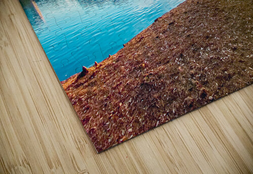 Orlando Sunset Adam Amore puzzle