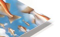 Raining Fish HD Metal print