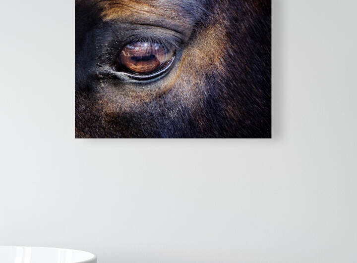 Equine 3 Reproduction