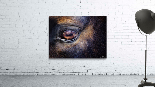 Equine 3 Wall Preview